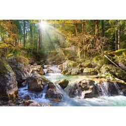 The forest stream