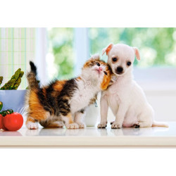 Chihuahua Puppy and Kitten
