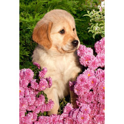 Little Retriever
