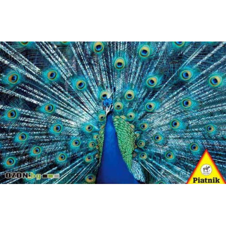 Peacock