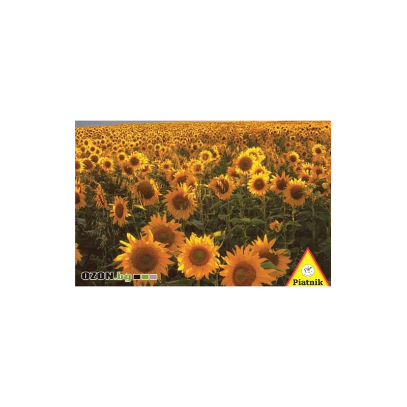Sun Flowers