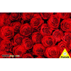 Red Roses