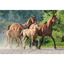 Purebred Arabians