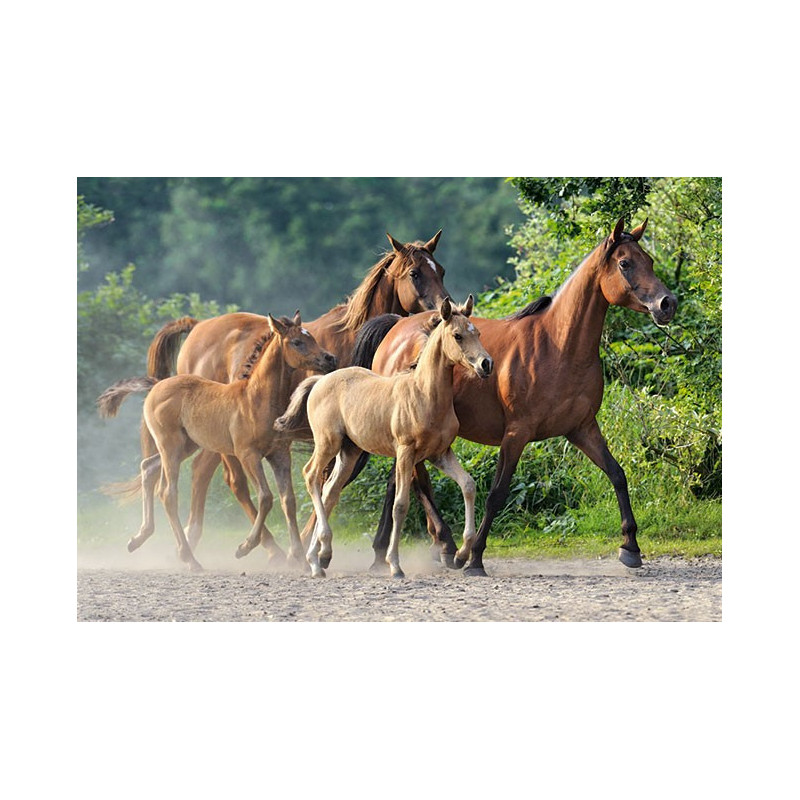 Purebred Arabians