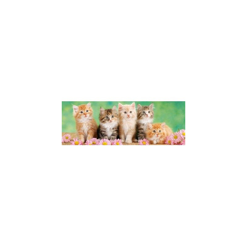5 малки котета