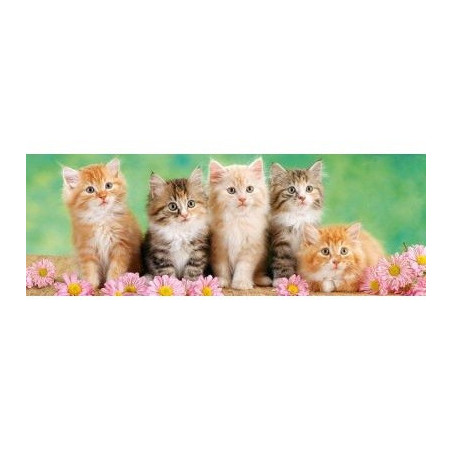 5 малки котета