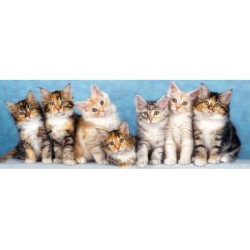 7 шарени котета