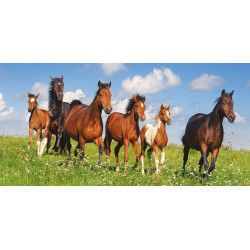 Paso Fino Herd