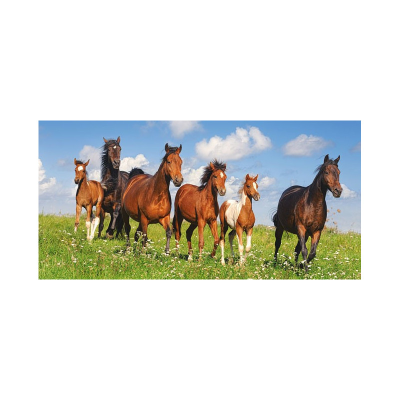 Paso Fino Herd