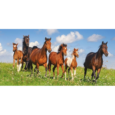 Paso Fino Herd
