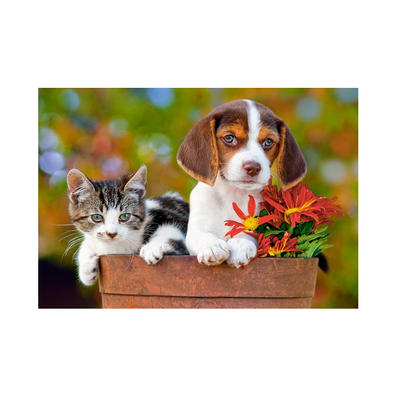 Best Buddies