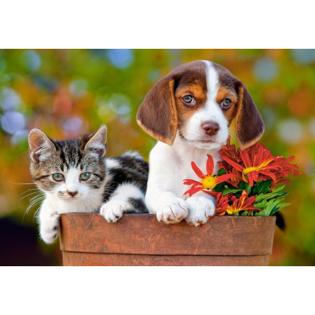 Best Buddies