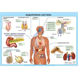 Табло "Ендокринна система"
