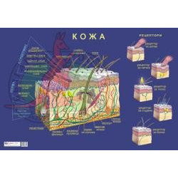 Табло "Кожа"