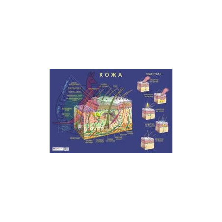 Табло "Кожа"