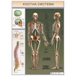 Табло "Костна система"