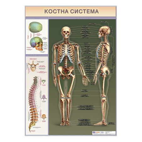 Табло "Костна система"