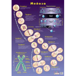 Табло "Мейоза"