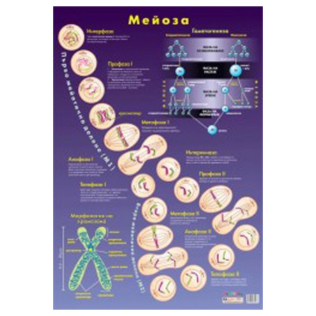 Табло "Мейоза"