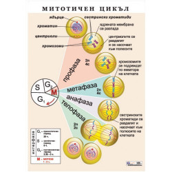 Табло "Митотичен цикъл"
