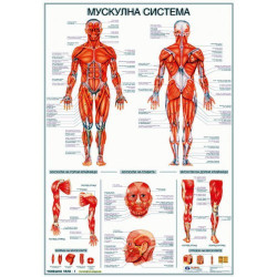 Табло "Мускулна система на човека"