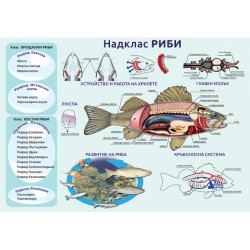 Табло "Надклас Риби"