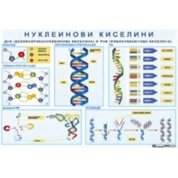 Табло "Нуклеинови киселини"