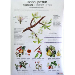 Табло "Розоцветни"