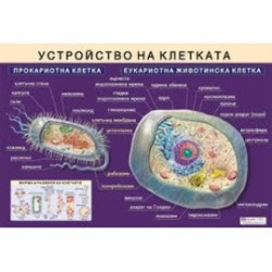 Табло "Устройство на клетката"