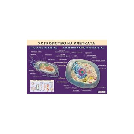 Табло "Устройство на клетката"