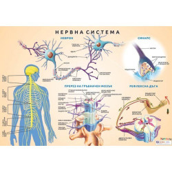 Табло "Централна нервна система"