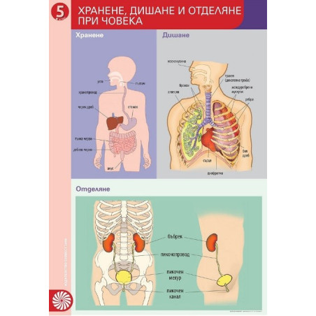 Табло № 3 по човекът и природата за 5. клас Хранене, дишане и отделяне при човека По учебната програма за 2017/2018 г.