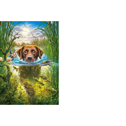 SWIMMING DOG