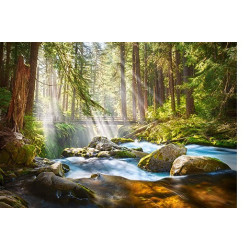 FOREST STREAM OF LIGHT