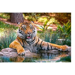SUMATRAN TIGER