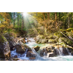 THE FOREST STREAM