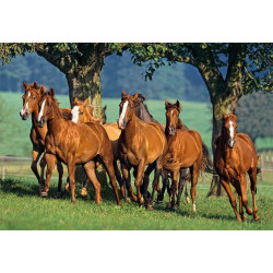Пъзел - Quarter Horses