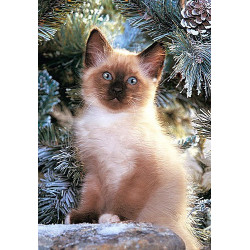 Siamese Kitten