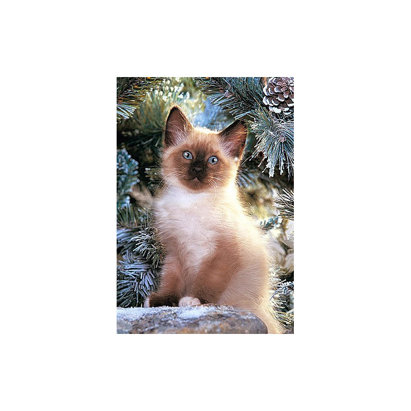 Siamese Kitten