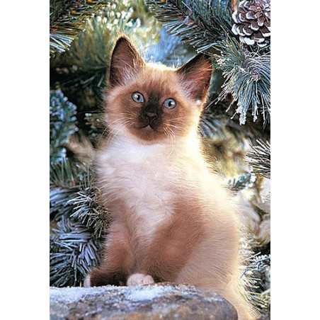 Siamese Kitten