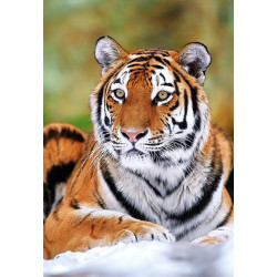 Пъзел - Siberian Tiger