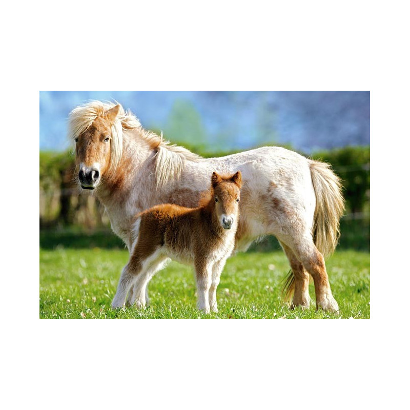 Пъзел - Ponies
