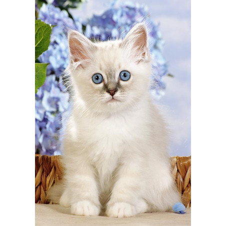 Пъзел - Birman Kitten