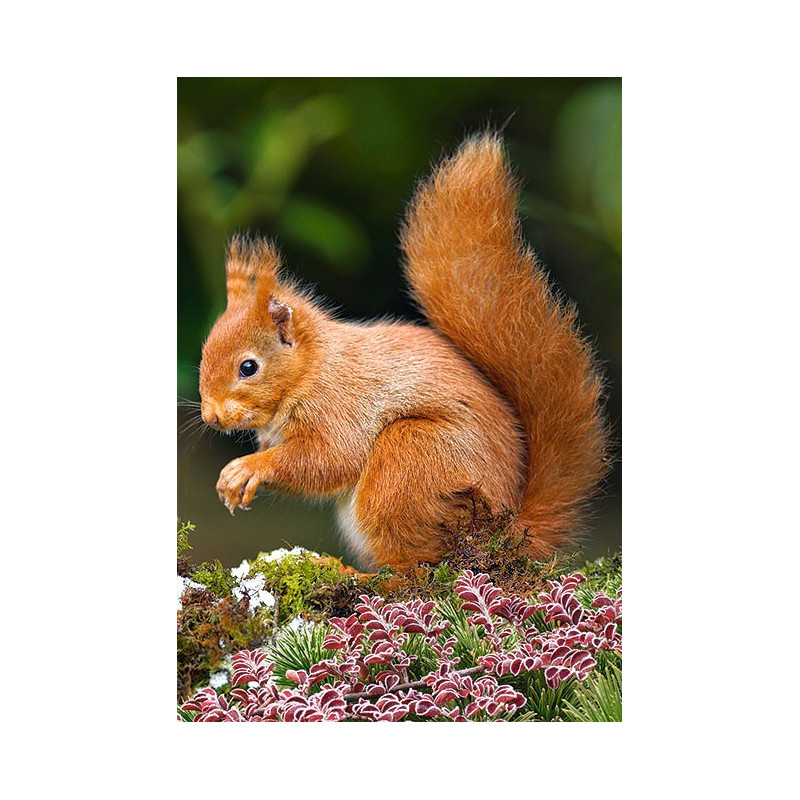 Пъзел - Squirrel