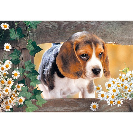 Take Me Home 