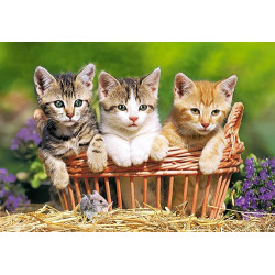 Three Lovely Kittens 