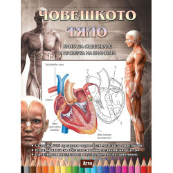 Човешкото тяло - Книга за оцветяване и проверка на знанията
