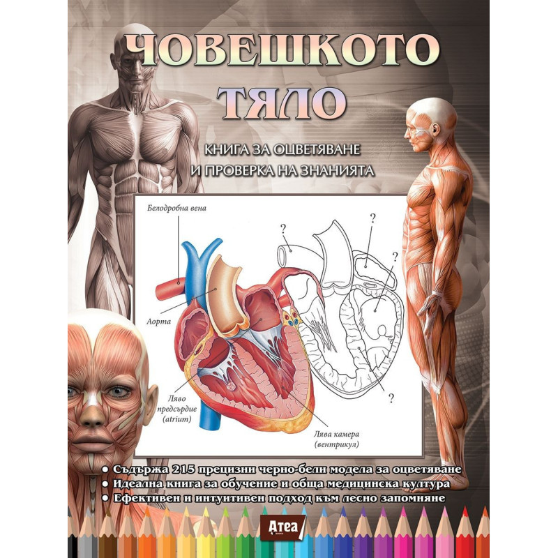 Човешкото тяло - Книга за оцветяване и проверка на знанията