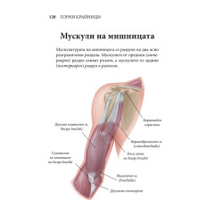 ЧОВЕШКОТО ТЯЛО. Илюстрован атлас