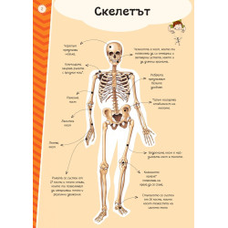 Атлас на човешкото тяло